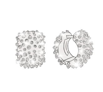 Les Boucles d'oreille